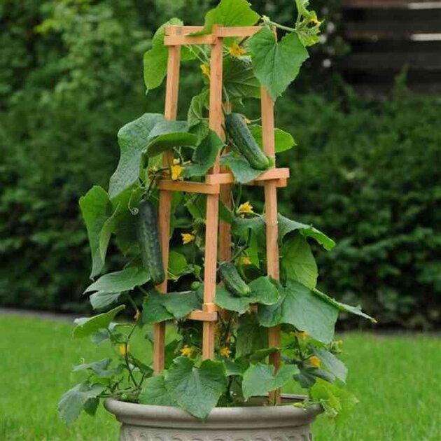 Cucumis sativus 'Patio Snacker' (Patio Snacker Cucumber)