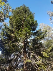 Araucaria bidwillii (Bunya Pine)