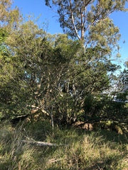 Ficus Rubiginosa (Port Jackson Fig)