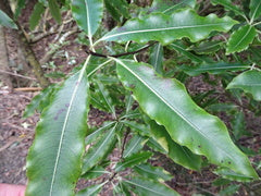 Pittosporum eugenioides – Lemonwood