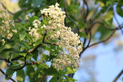 Flindersia Australis (Crows Ash)