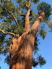 Eucalyptus Robusta (Swamp Mahogany)