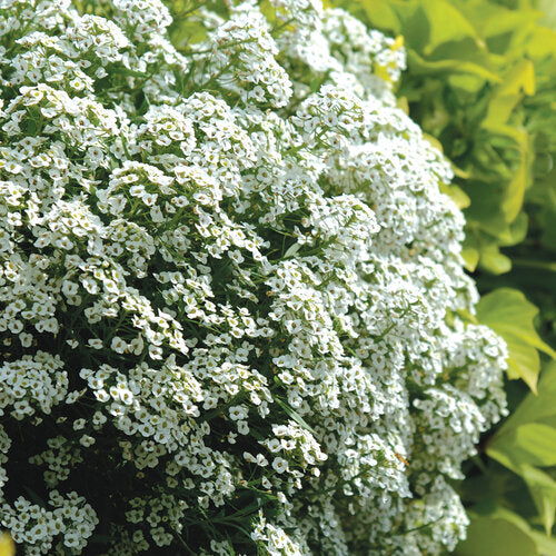 Lobularia Maritima ‘Snow Princess’ (Snow Princess Sweet Alyssum)