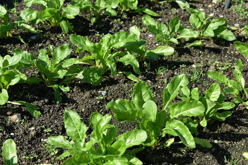 Beta vulgaris subsp. cicla (Perpetual Spinach)