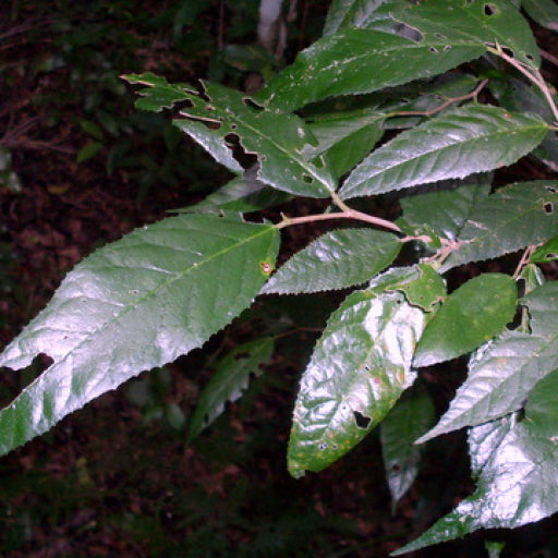 Streblus brunonianus (Whau Tree)