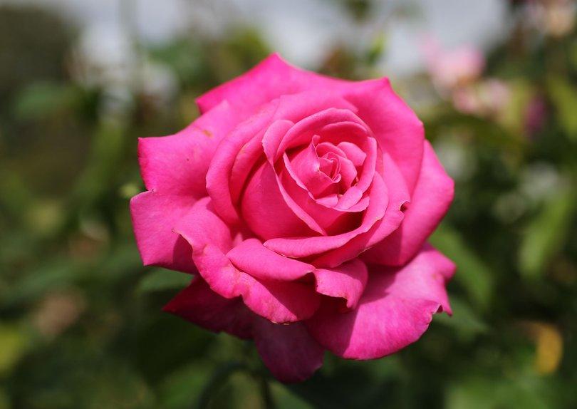 Rosa ‘Best Friend’ (Best Friend Hybrid Tea Rose)