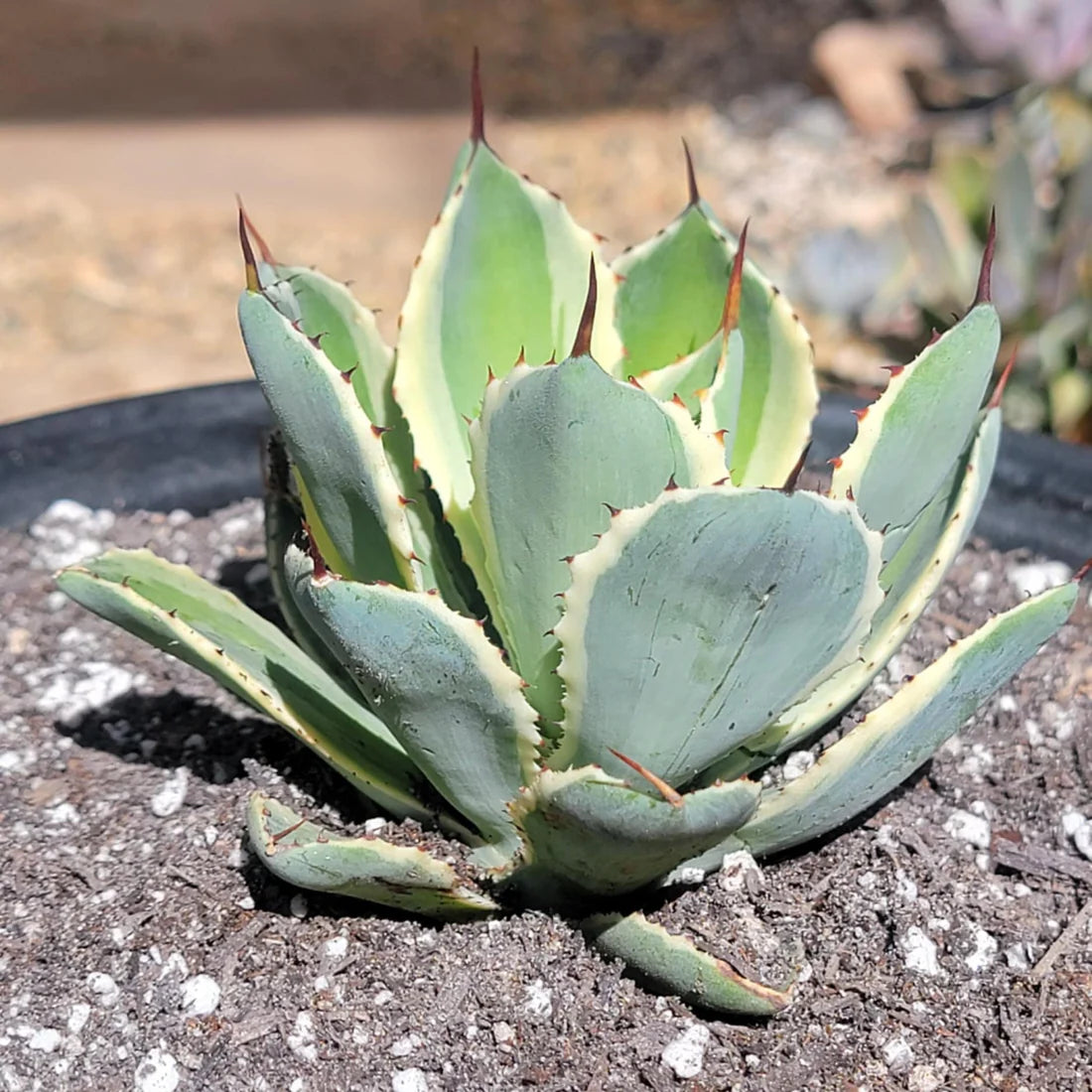 Agave potatorum ‘Kichiokan’ Variegated (Variegated Butterfly Agave)