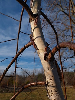 Betula nigra Summer Cascade (Weeping Birch)