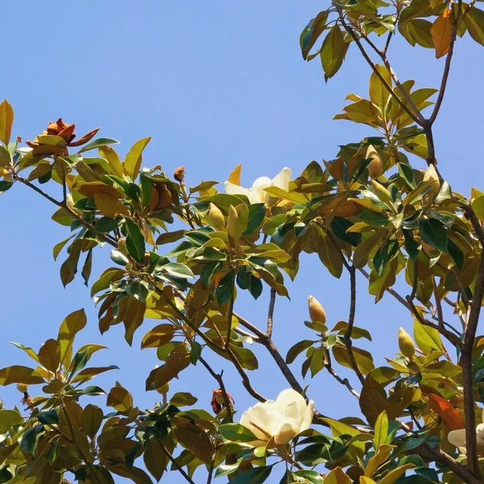 Magnolia grandiflora ‘Sweet and Neat’