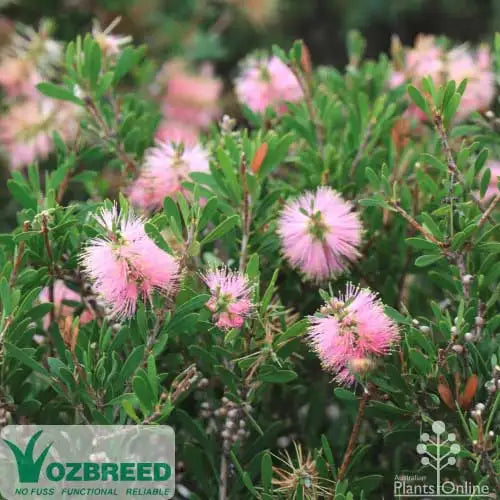 Callistemon spp. ‘CNU15’ Sweet Burst™ (Sweet Burst Bottlebrush)
