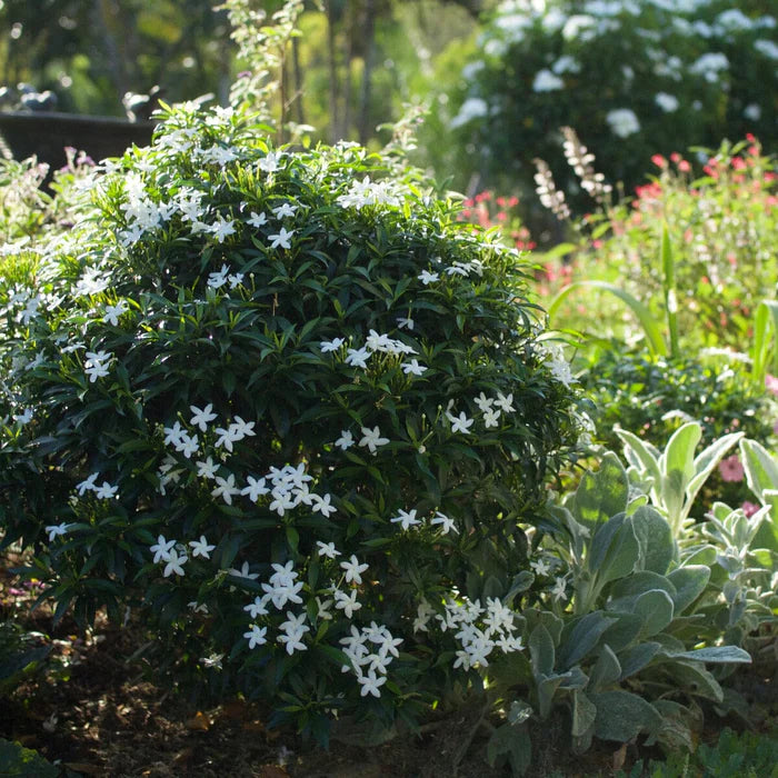 Tabernaemontana corymbosa ‘Little Emerald’