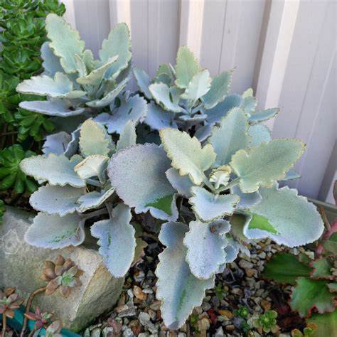 kalanchoe beharensis succulent Kalanchoe Beharensis 'Oak Leaf' – Unique Velvety Succulent