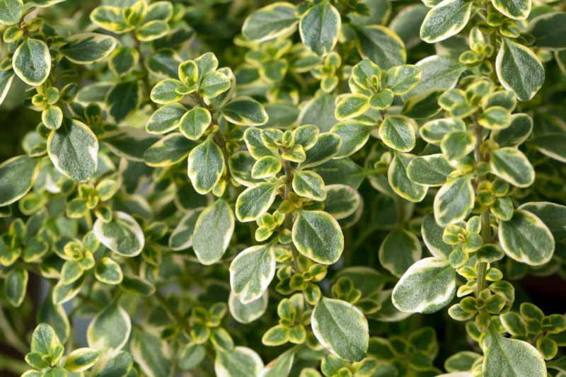 Thymus Citriodorus (Lemon Scented Thyme)