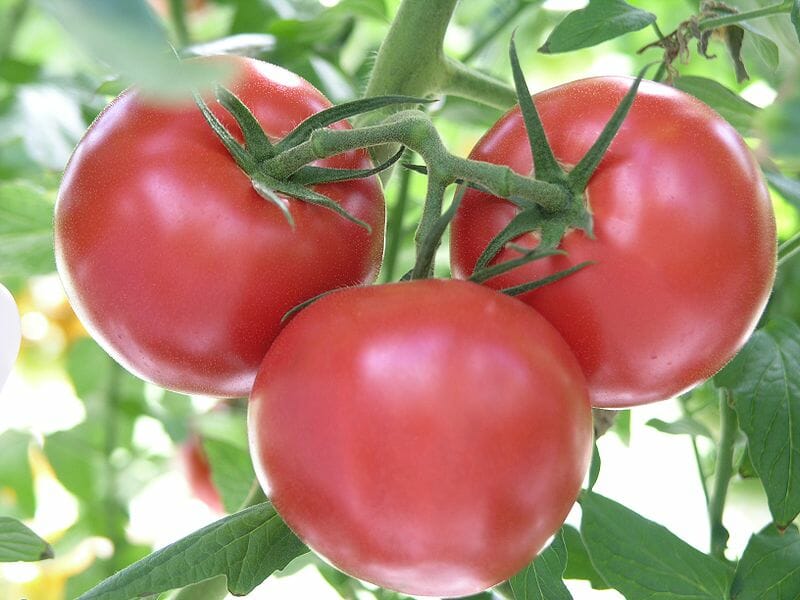 Solanum Lycopersicum (Grosse Lisse Tomato)
