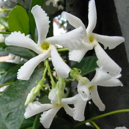 Trachelospermum Jasminoides (Star Jasmine – Staked)