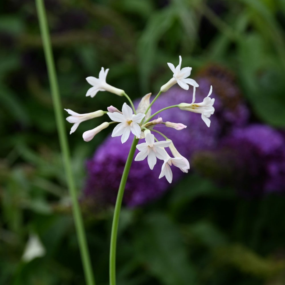 Tulbaghia violacea 'Alba' (White Society Garlic)
