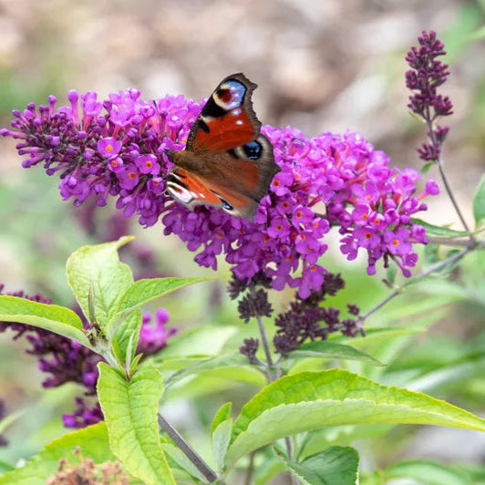 Buddleja davidii 'Wattlebird' (Butterfly Bush)