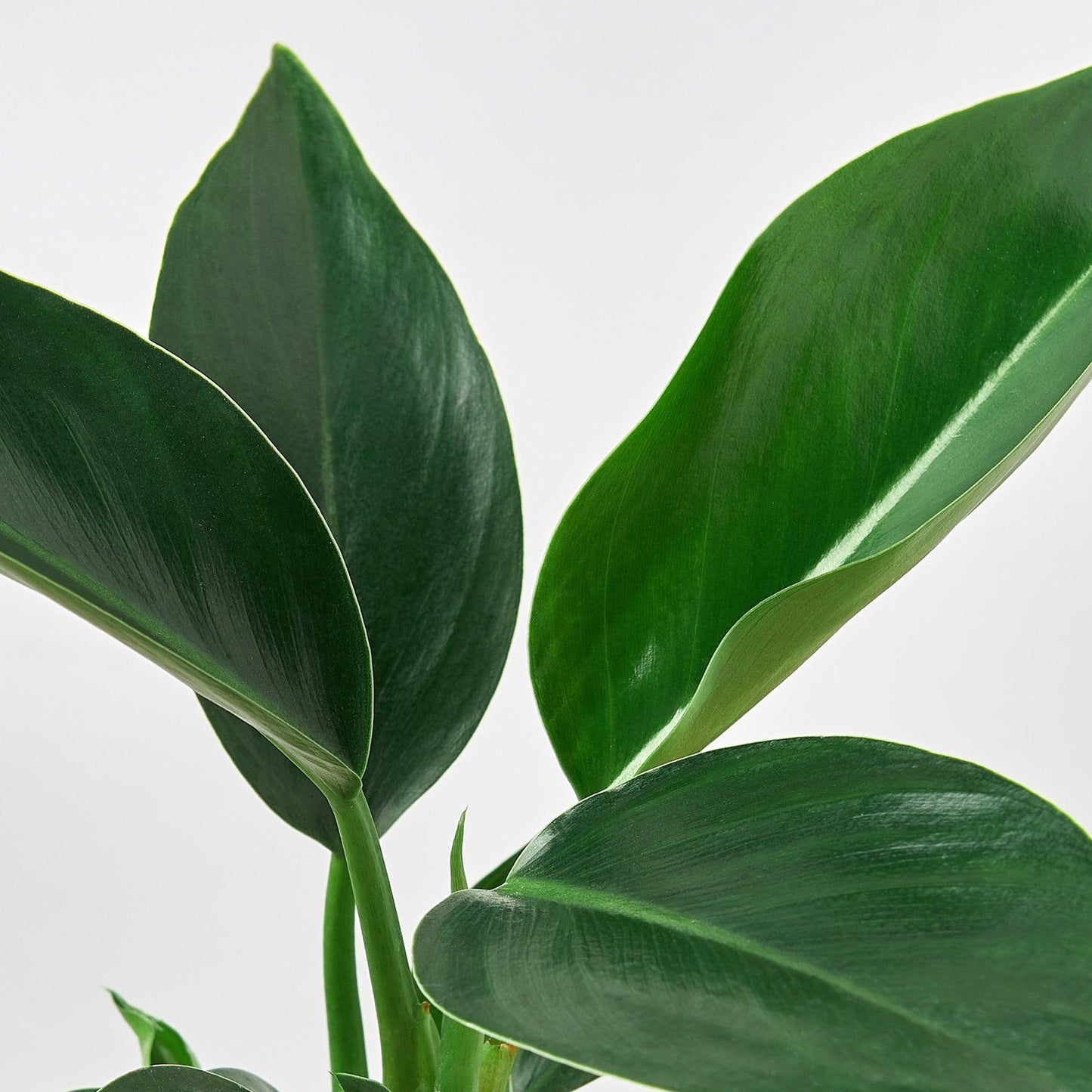 Philodendron ‘Congo’ (Congo Philodendron)