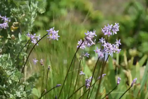 Tulbaghia Cominsii (Comins' Society Garlic)