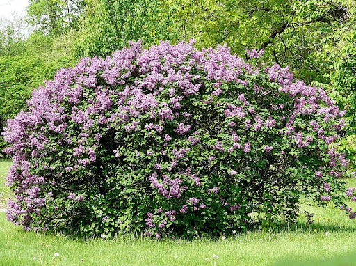 Syringa Vulgaris ‘Sensation’ (Sensation Lilac)