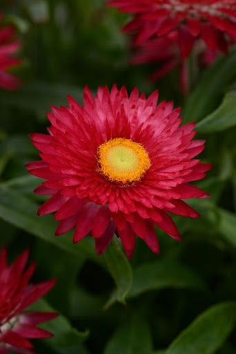 Xerochrysum bracteatum 'Mohave Purple Red' (Mohave Purple Red Everlasting Daisy)