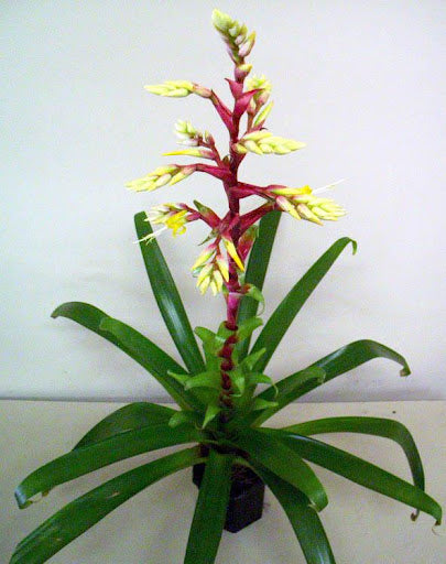 Alcantarea Geniculata (Giant Bromeliad)