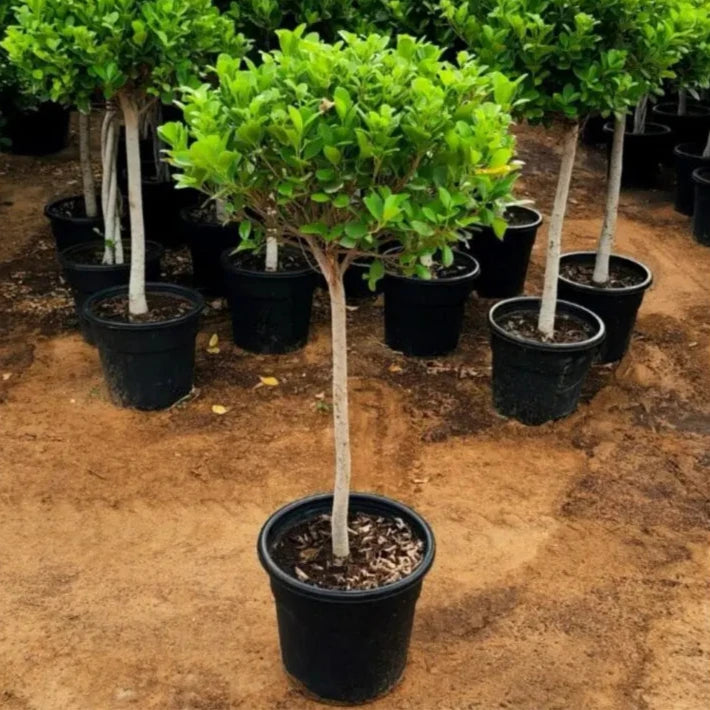 Duranta Alba (White Sky Flower)