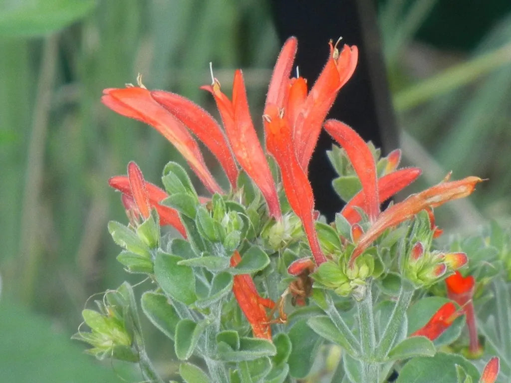 Dicliptera suberecta (Hummingbird Plant)