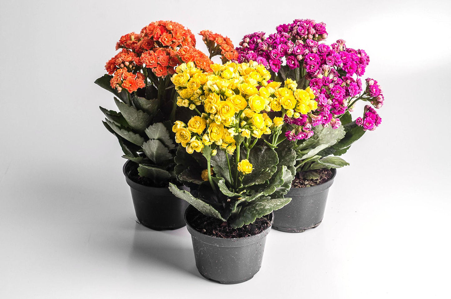 Kalanchoe Blossfeldiana (Assorted Flaming Katy)