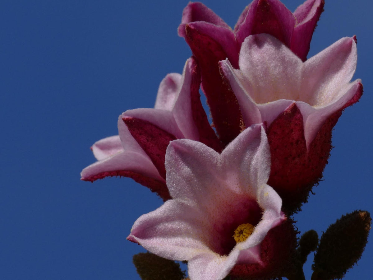 Brachychiton Discolor (Lacebark Tree)