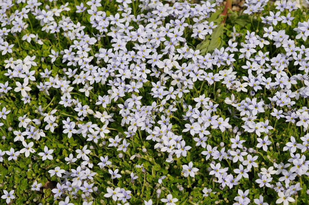 Pratia pedunculata (Blue Star Creeper)