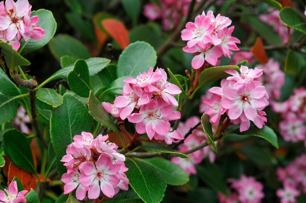Rhaphiolepis indica (Indian Hawthorn)