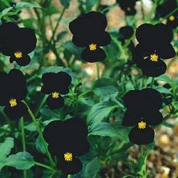 Viola Cornuta 'Sawyers Black' (Sawyers Black Viola)