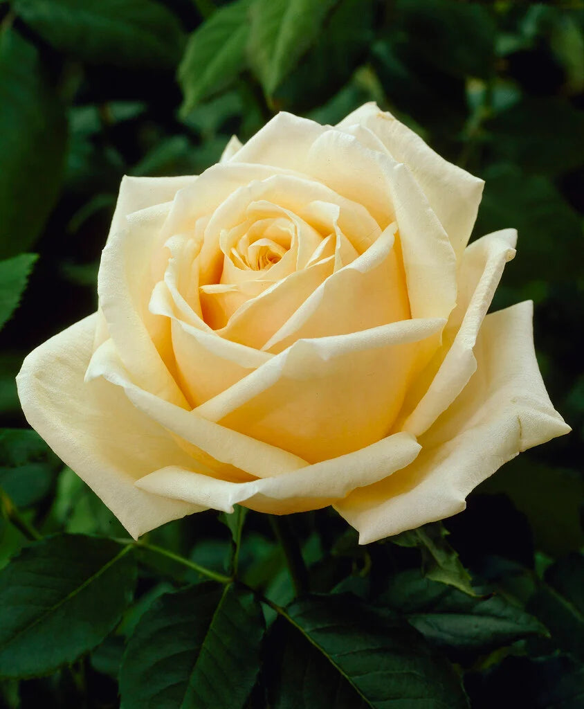Rosa ‘Diamond Jubilee’ (Diamond Jubilee Hybrid Tea Rose)