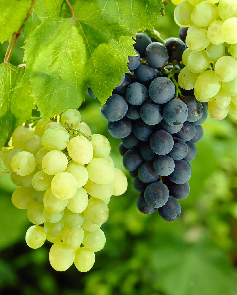 Grape – ‘Boris’ (Vitis vinifera)