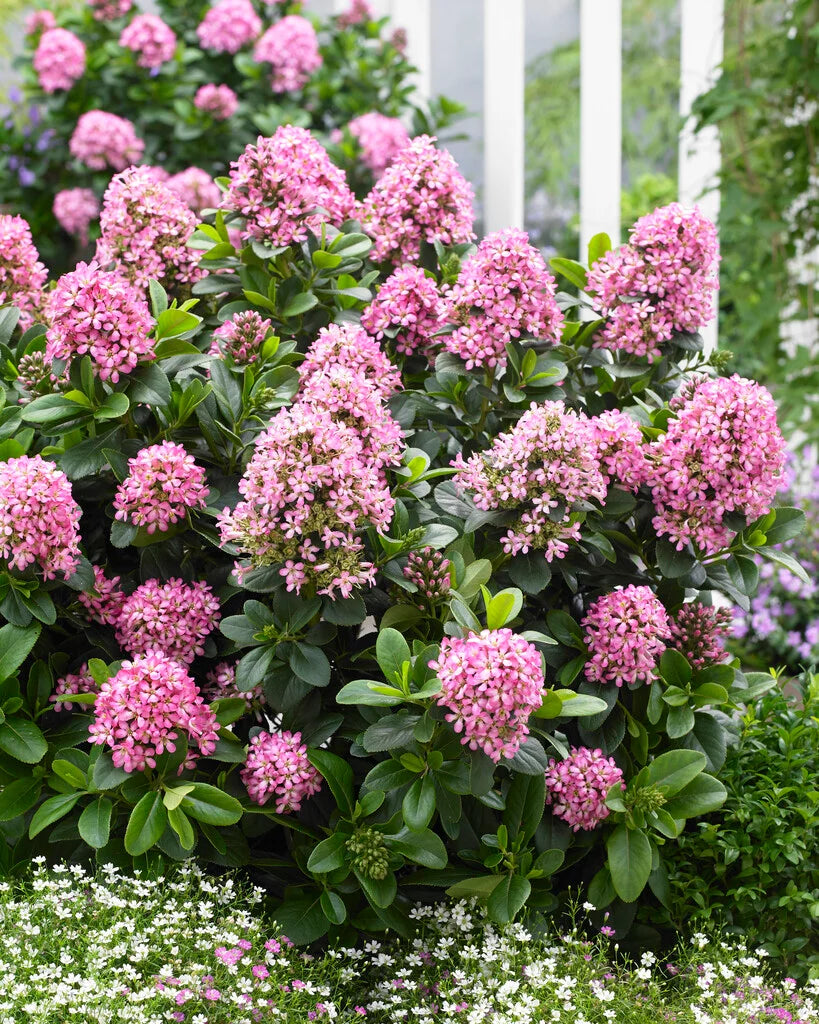 Escallonia 'Pink Escallonia spp.'