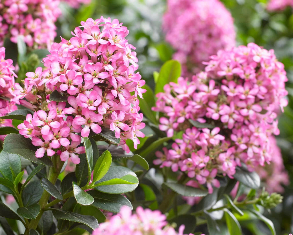 Escallonia 'Pink Escallonia spp.'