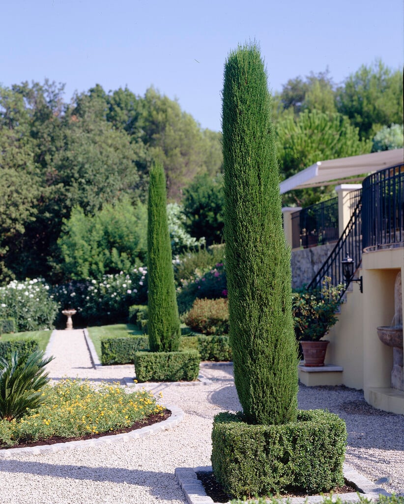 Cupressus sempervirens Stricta (Italian Cypress Stricta )