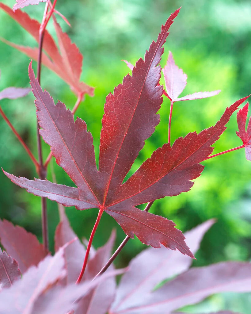 Acer palmatum Atropurpureum (Purple Maple Standards)