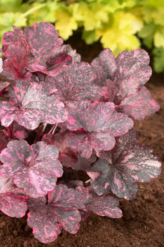 Heuchera ‘Midnight Rose’ (Coral Bells)