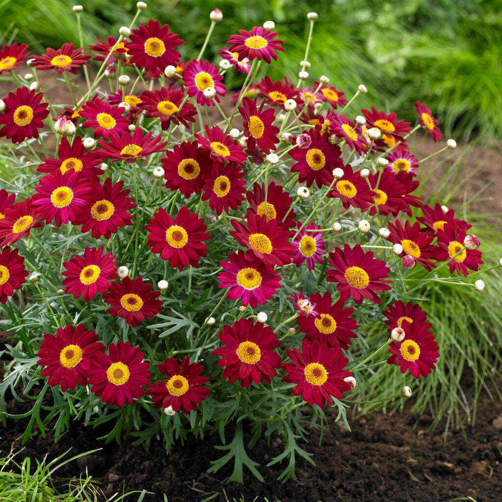 Argyranthemum frutescens (Madeira Red Single)