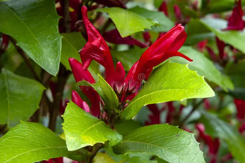 Graptophyllum Excelsum X Ilicifolium (Holly Hedge)