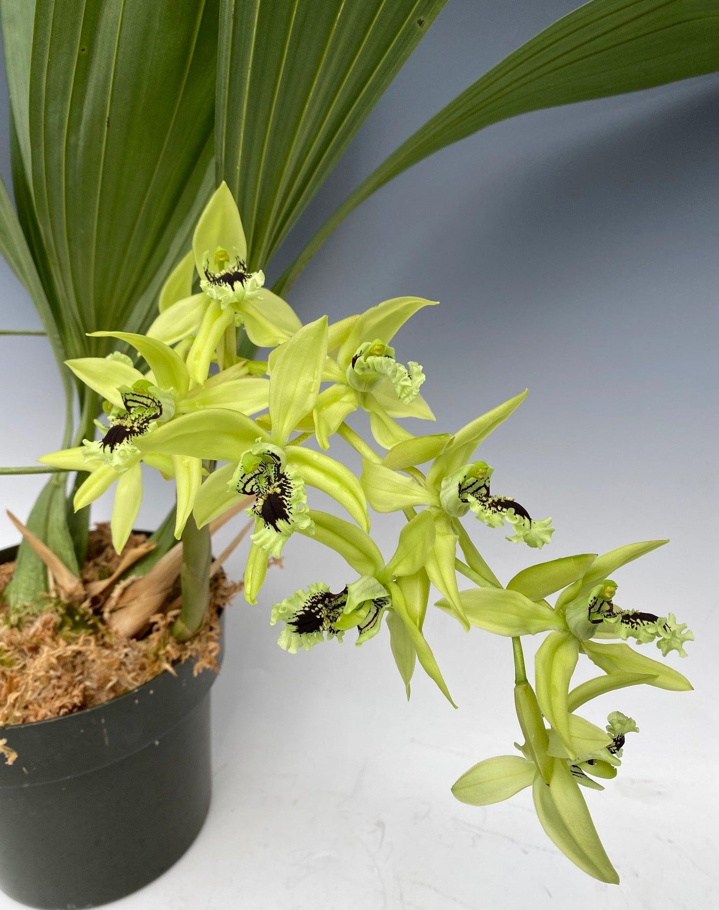 Coelogyne Pandurata (Black Orchid)