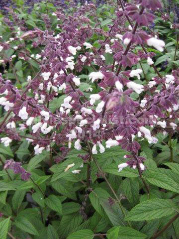 Salvia ‘Waverley’ (Waverley Sage)