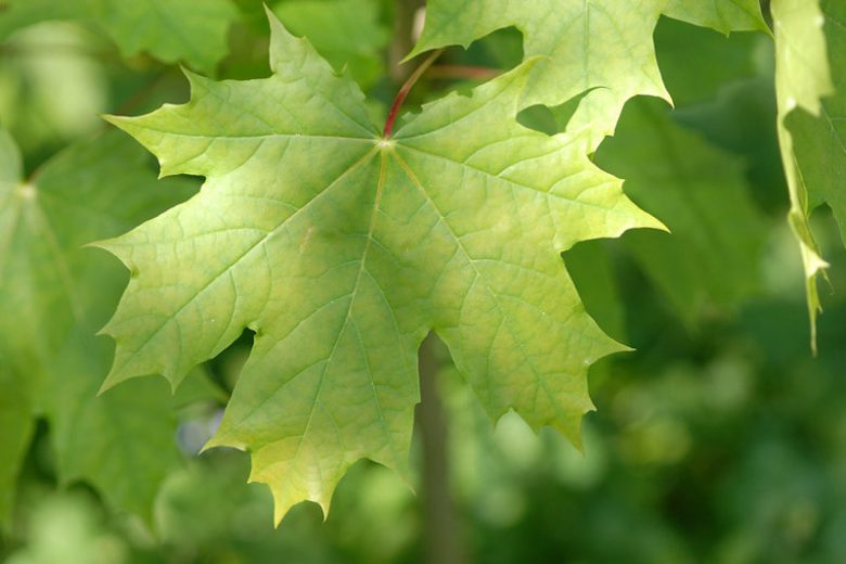 Acer platanoides (Norway Maple)
