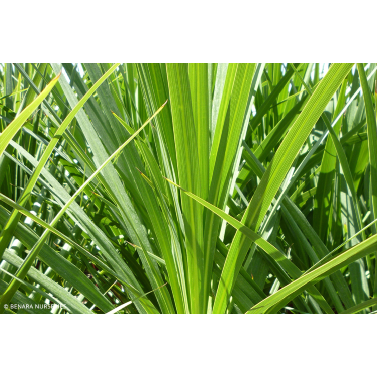 Cordyline australis Kasper Green (Cabbage Tree)
