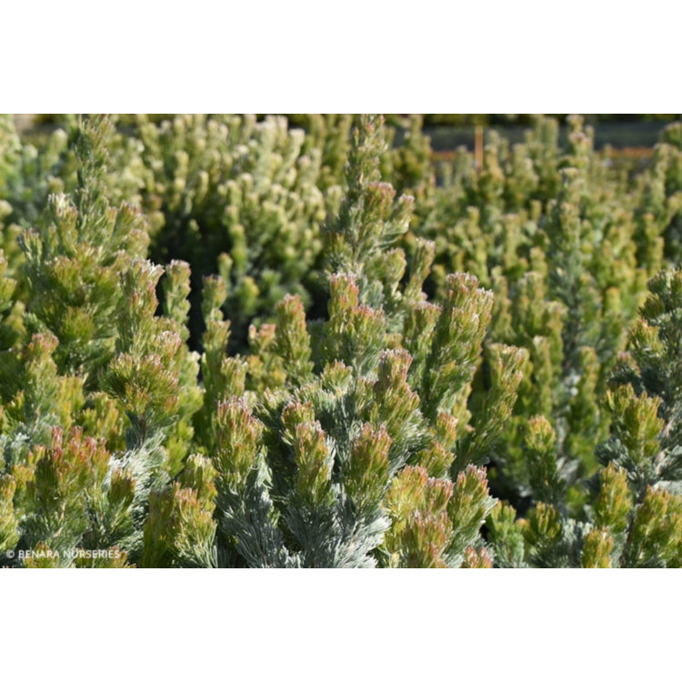 Adenanthos sericeus 'Pencil Perfect' (Woolly Bush)