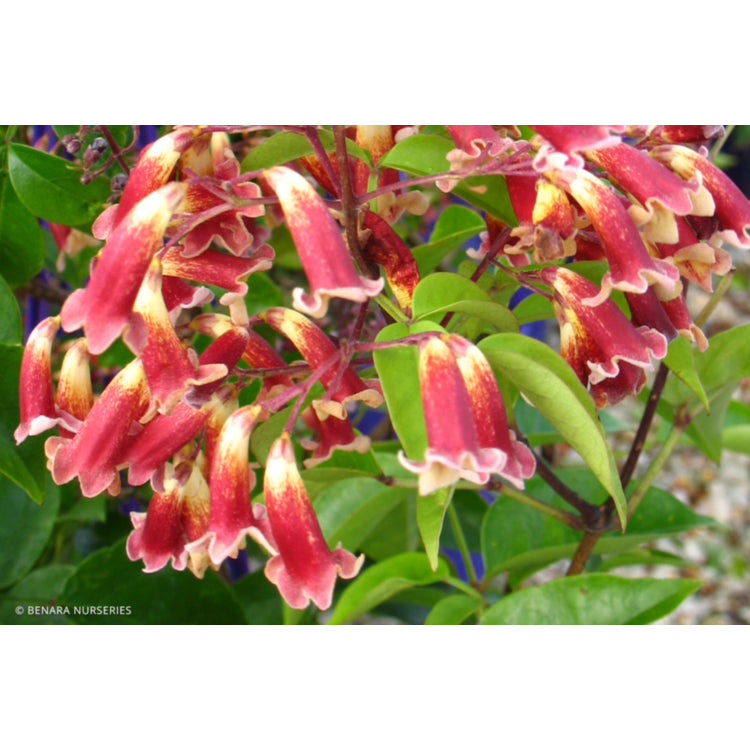 Pandorea pandorana Ruby Belle (Ruby Belle Bower Vine) CLEARANCE