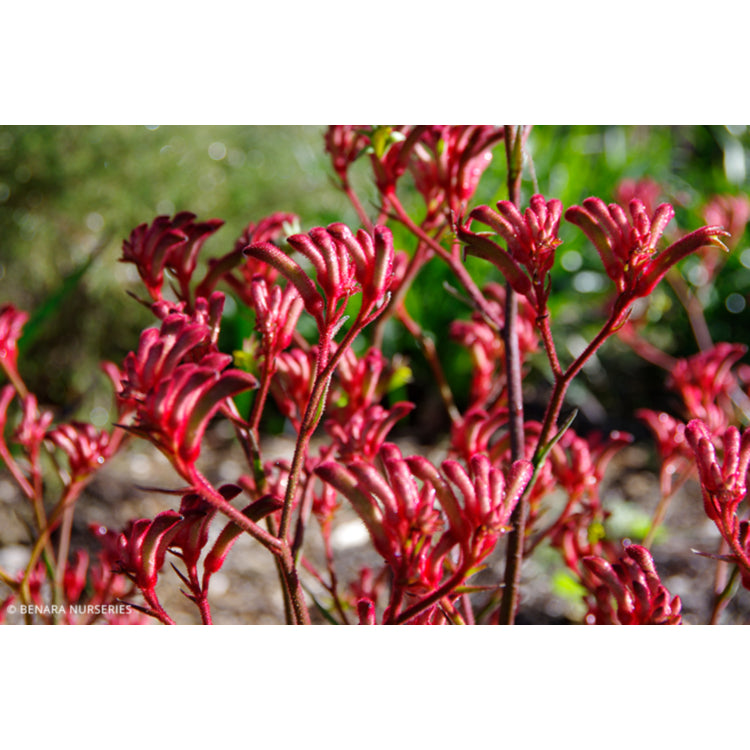 Anigozanthos Big Red (Kangaroo Paw Big Red)