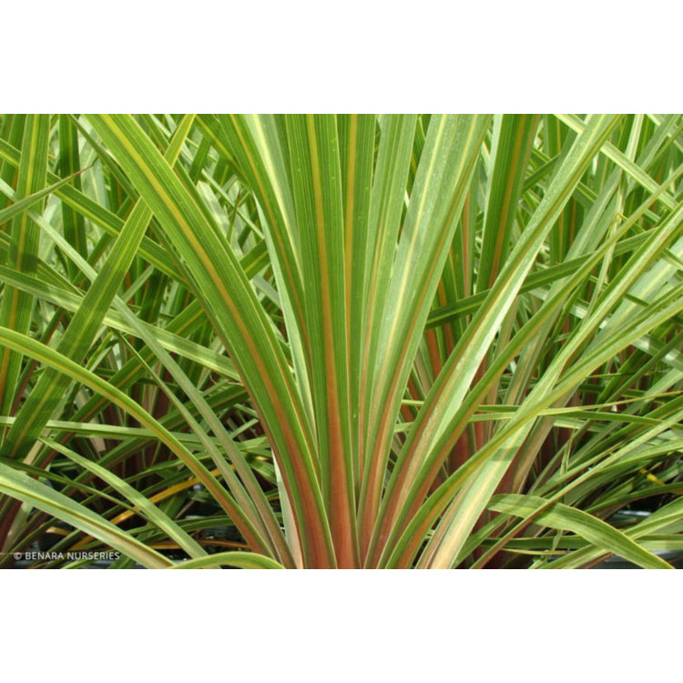 Cordyline Australis 'Peko' (Cabbage Tree)